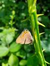 Satyrium pruni
