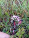 Zygaena minos/purpuralis