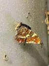 Araschnia levana