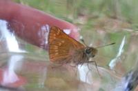 Ochlodes sylvanus