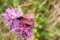 Zygaena purpuralis