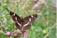 Araschnia levana