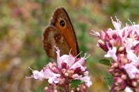 Pyronia tithonus
