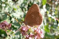 Aphantopus hyperantus