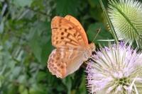 Argynnis paphia