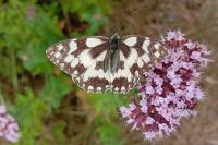 Melanargia galathea