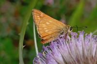Ochlodes sylvanus