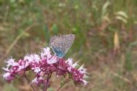 Polyommatus icarus
