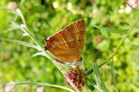 Thecla betulae