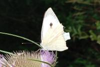 Pieris brassicae