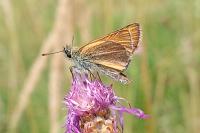 Thymelicus sylvestris