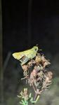 Hesperia comma