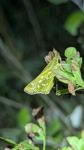 Hesperia comma