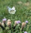 Pontia daplidice