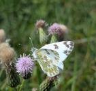 Pontia daplidice