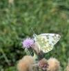Pontia daplidice