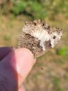 Hipparchia fagi