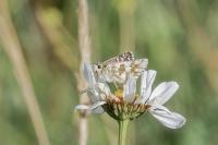 Pyrgus alveus