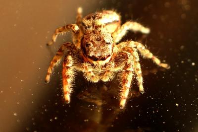 Marpissa muscosa