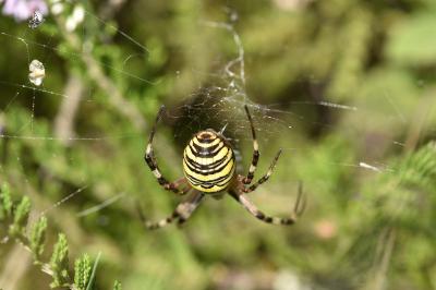 Argiope bruennichi