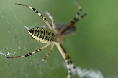 Argiope bruennichi