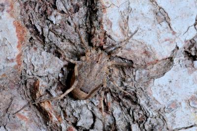 Odiellus spinosus