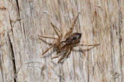 Anyphaena accentuata
