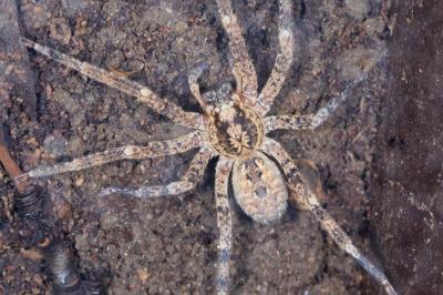 Zoropsis spinimana