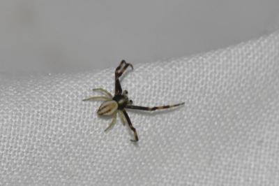Misumena vatia