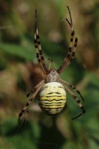 Argiope bruennichi
