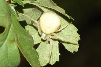 Misumena vatia