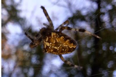 Araneus diadematus