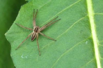 Pisaura mirabilis