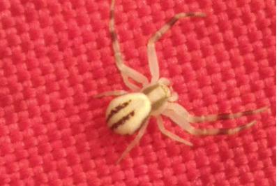 Misumena vatia