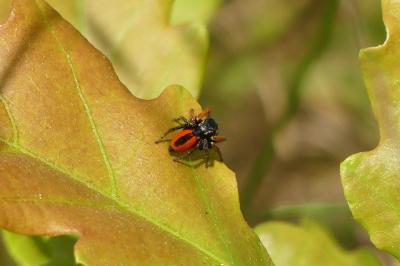 Philaeus chrysops