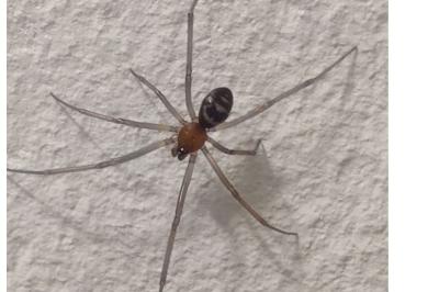 Steatoda grossa