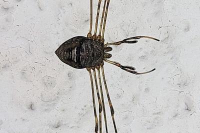 Dicranopalpus ramosus