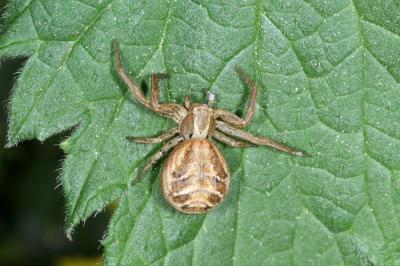 Xysticus kochi