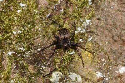 Nuctenea umbratica