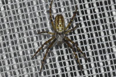 Argiope bruennichi