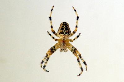 Araneus diadematus