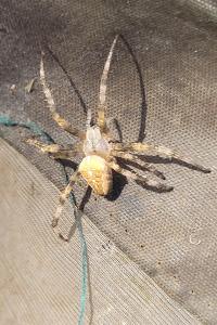 Araneus diadematus