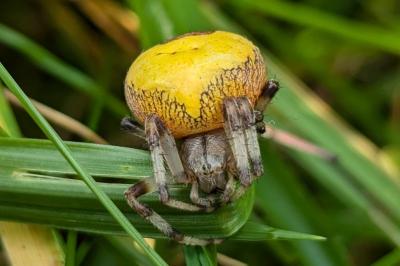 Araneus marmoreus