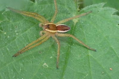 <i>Dolomedes</i>