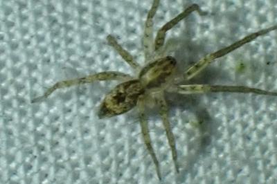 <i>Anyphaena accentuata</i>