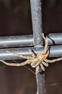 <i>Zoropsis spinimana</i>