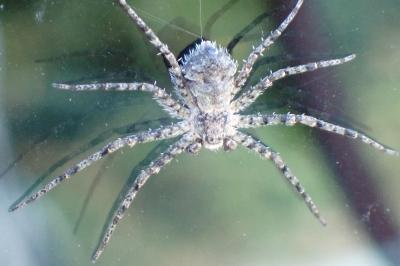 <i>Philodromus margaritatus</i>