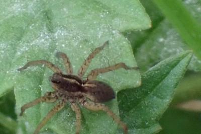 <i>Pardosa</i>