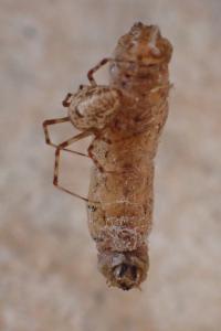 <i>Parasteatoda tepidariorum</i>