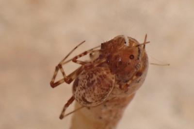 <i>Parasteatoda tepidariorum</i>